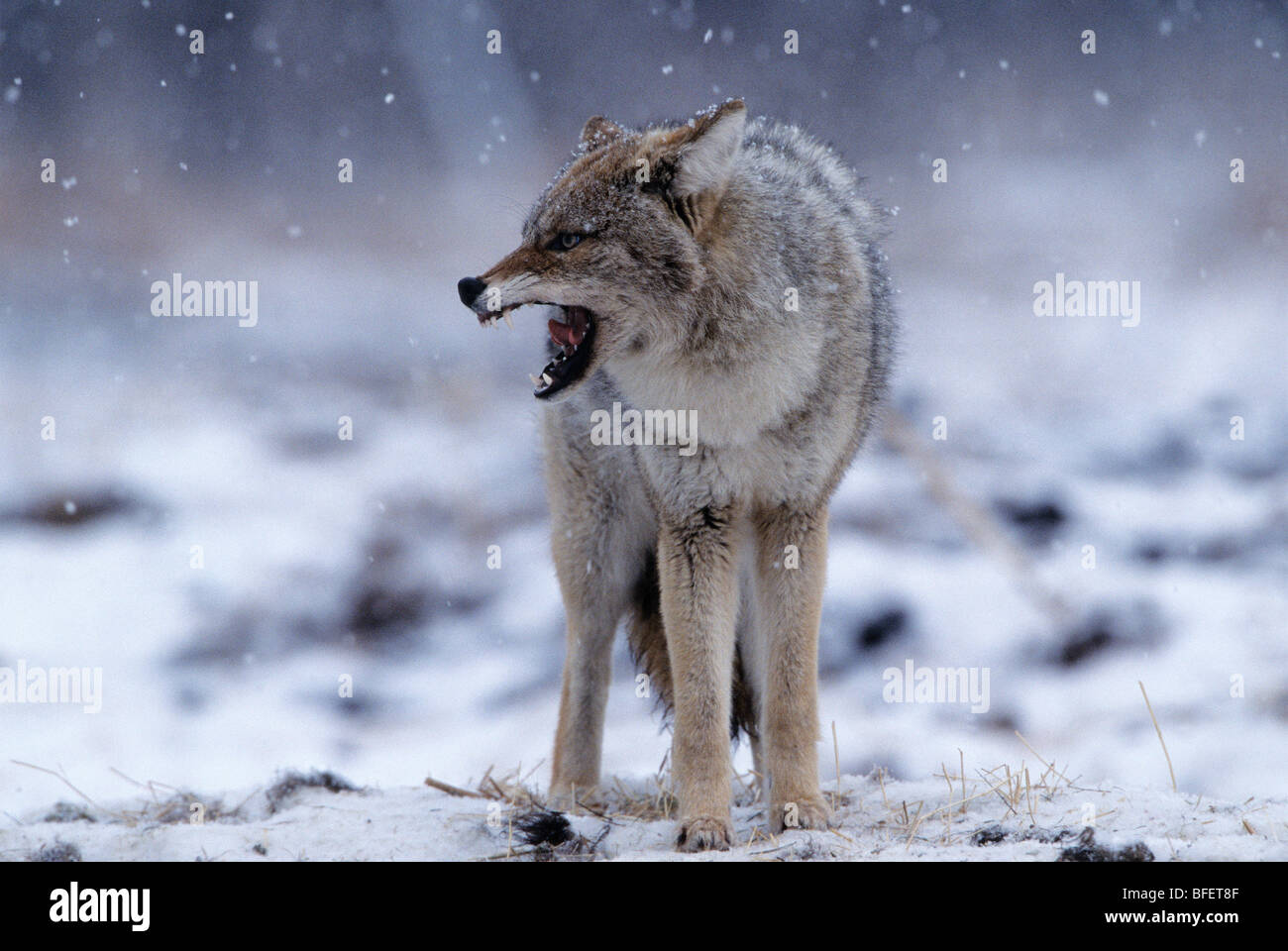 Coyote (Canis latrans) che mostra un comportamento minaccioso, Elk Island National Park, Alberta, Canada Foto Stock