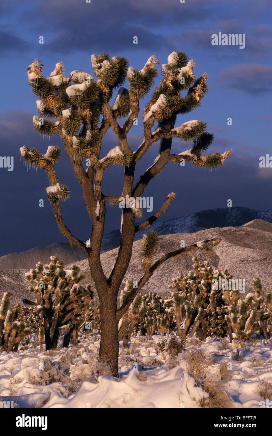 Joshua tree (Yucca brevifolia jaegeriana) nella neve, Mojave National Preserve, CALIFORNIA, STATI UNITI D'AMERICA Foto Stock