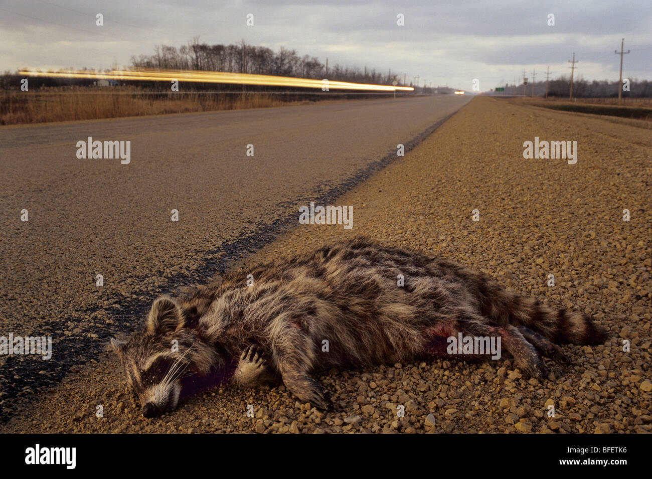 Raccoon (Procione lotor) roadkill vicino Teulon, Manitoba, Canada Foto Stock