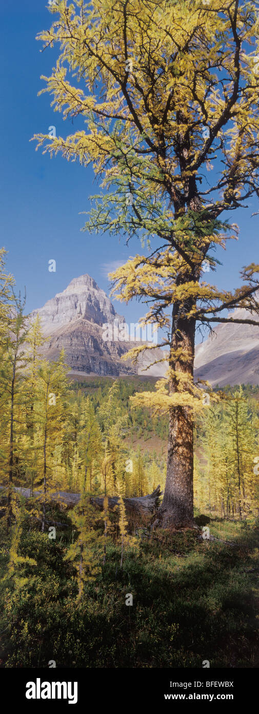 Albero maturo di larice (Larix lyallii) in autunno colorato valle subalpino con Pinnacle Mountain in background Valle di larice Banff Na Foto Stock