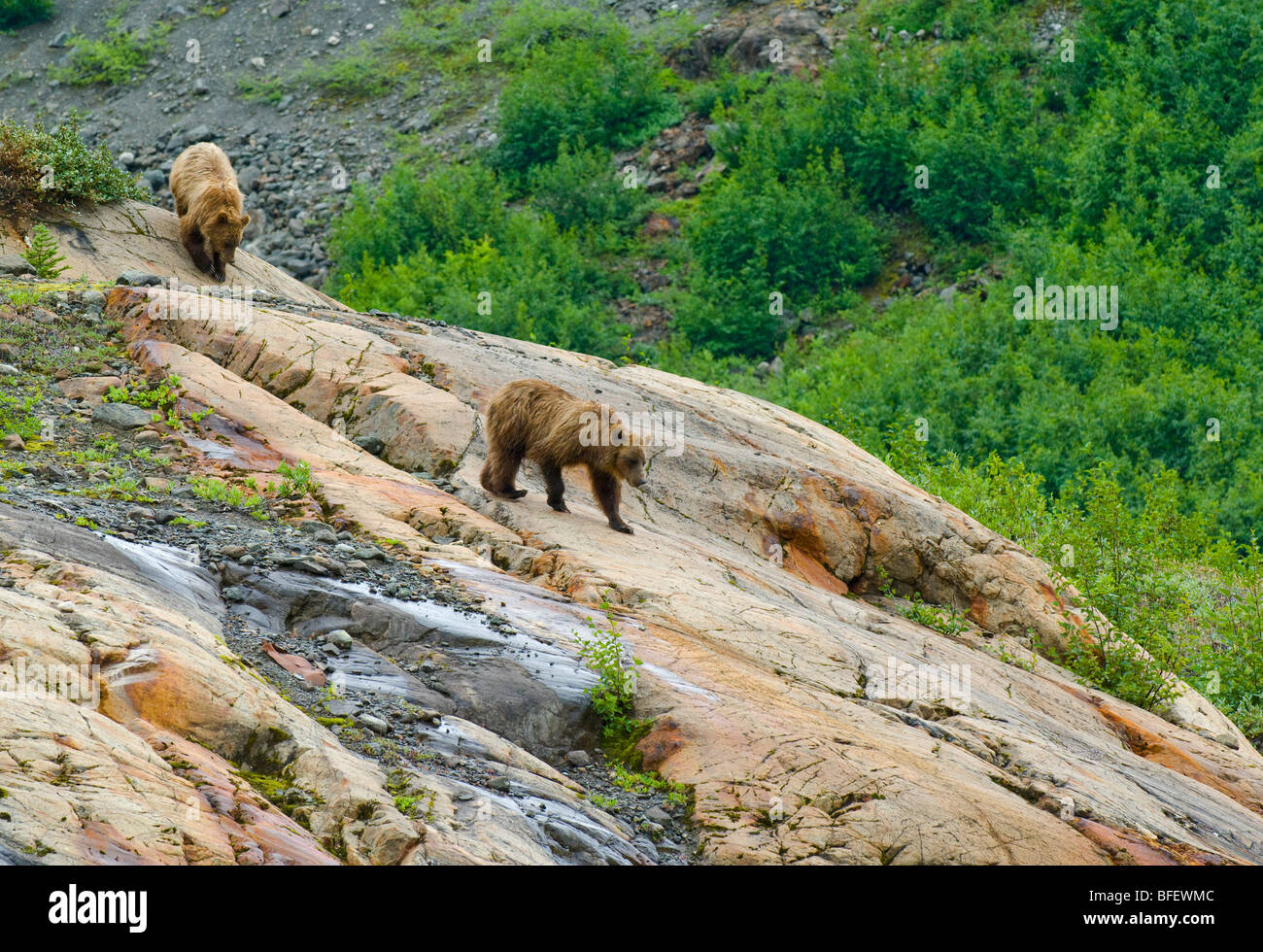 La madre e il giovane femmina orsi grizzly (Ursus arctos horribilis) scendendo una formazione di roccia denominato Roche Moutonnee creato da Foto Stock