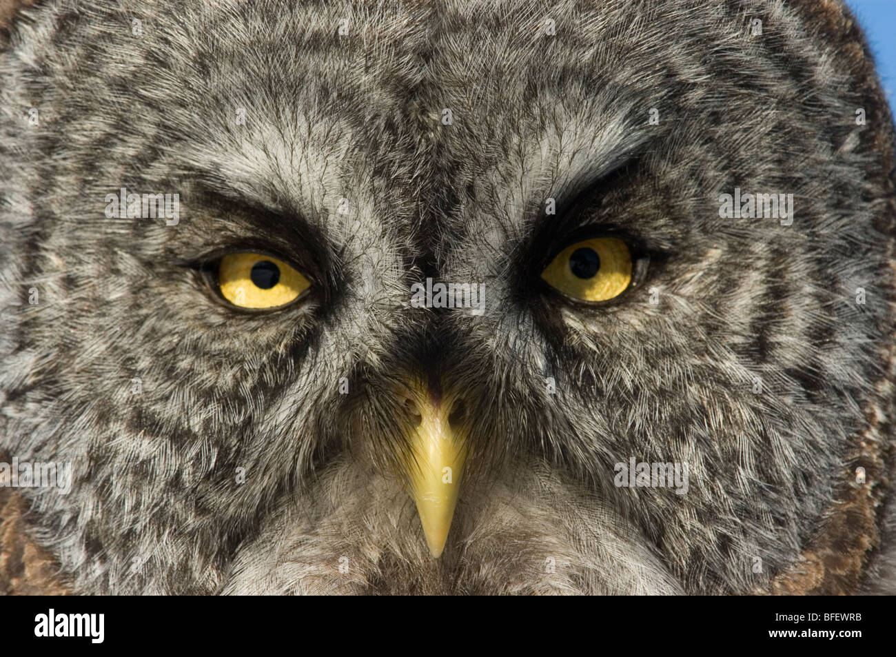 Telaio completo di close-up di Grande grigio allocco (Strix nebulosa) Saskatchewan, Canada Foto Stock