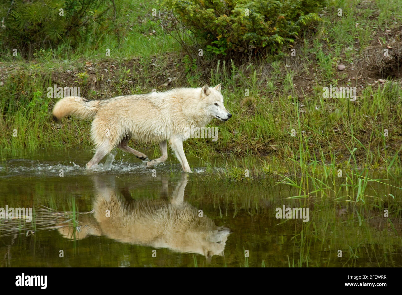 Lupo (Canis lupus) trot lungo il bordo del laghetto in estate, Montana, USA Foto Stock