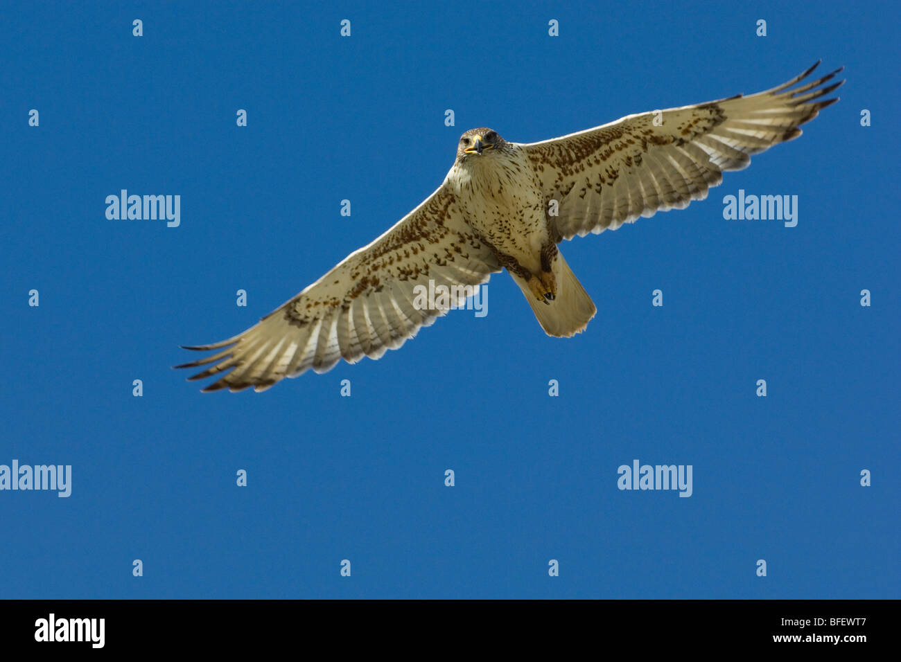 Falco ferruginosa (Buteo regalis) caccia, grande colline di sabbia, Saskatchewan, Canada Foto Stock