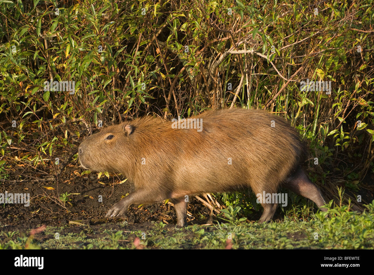 Capibara (Hydrochoerus hydrochaeris) Laguna Negra, Rocha, Uruguay Sud America Foto Stock