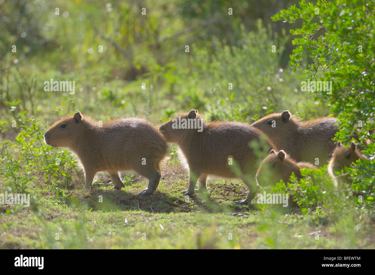 Giovani Capybaras, (Hydrochoerus hydrochaeris) Laguna Negra, Rocha, Uruguay Sud America Foto Stock