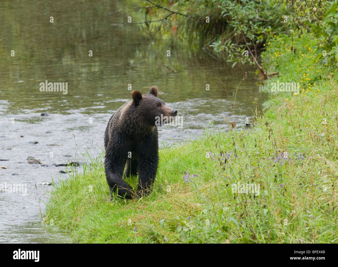 Orso grizzly (Ursus arctos horribilis) capretti. Normalmente un animale solitario ma in aree costiere grizzly congregates accanto a st Foto Stock