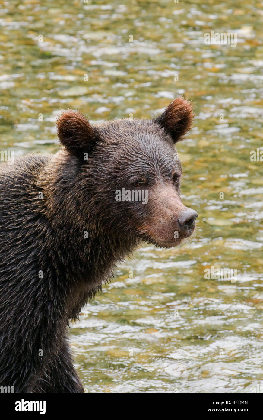 Orso grizzly (Ursus arctos horribilis) capretti exibiting specie concava del profilo del viso. Normalmente un animale solitario ma in termini di costi Foto Stock