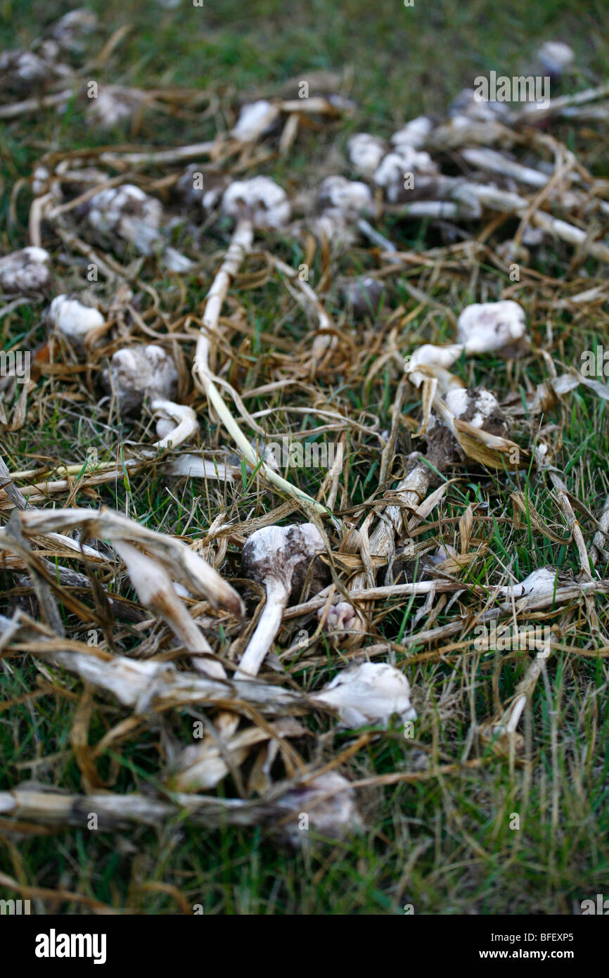 Teste di aglio organico posa sul terreno dopo il raccolto. Foto Stock