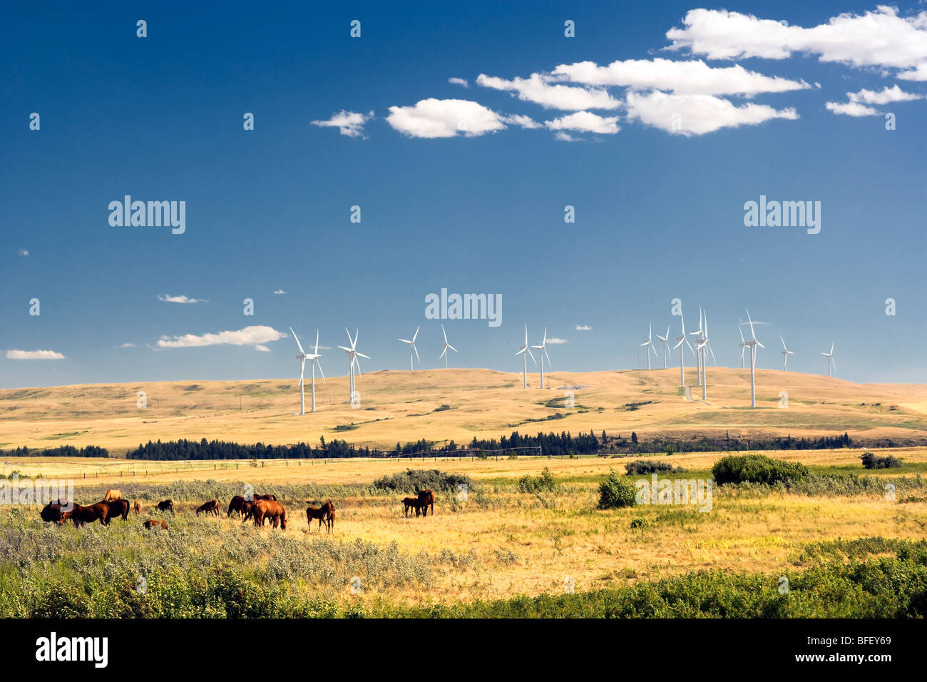 Cavalli e Wiind turbine, dei rulli di estrazione Creek, Alberta, Canada, energia, energia eolica, energia alternativa Foto Stock