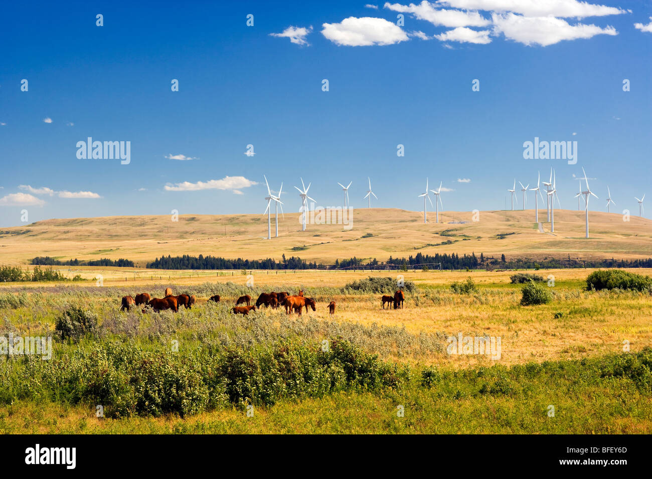Cavalli e Wiind turbine, dei rulli di estrazione Creek, Alberta, Canada, energia, energia eolica, energia alternativa Foto Stock