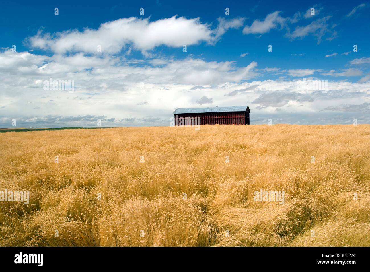 Fienile in grainfield vicino al traghetto Crowfoot, Alberta, Canada, agricoltura Foto Stock