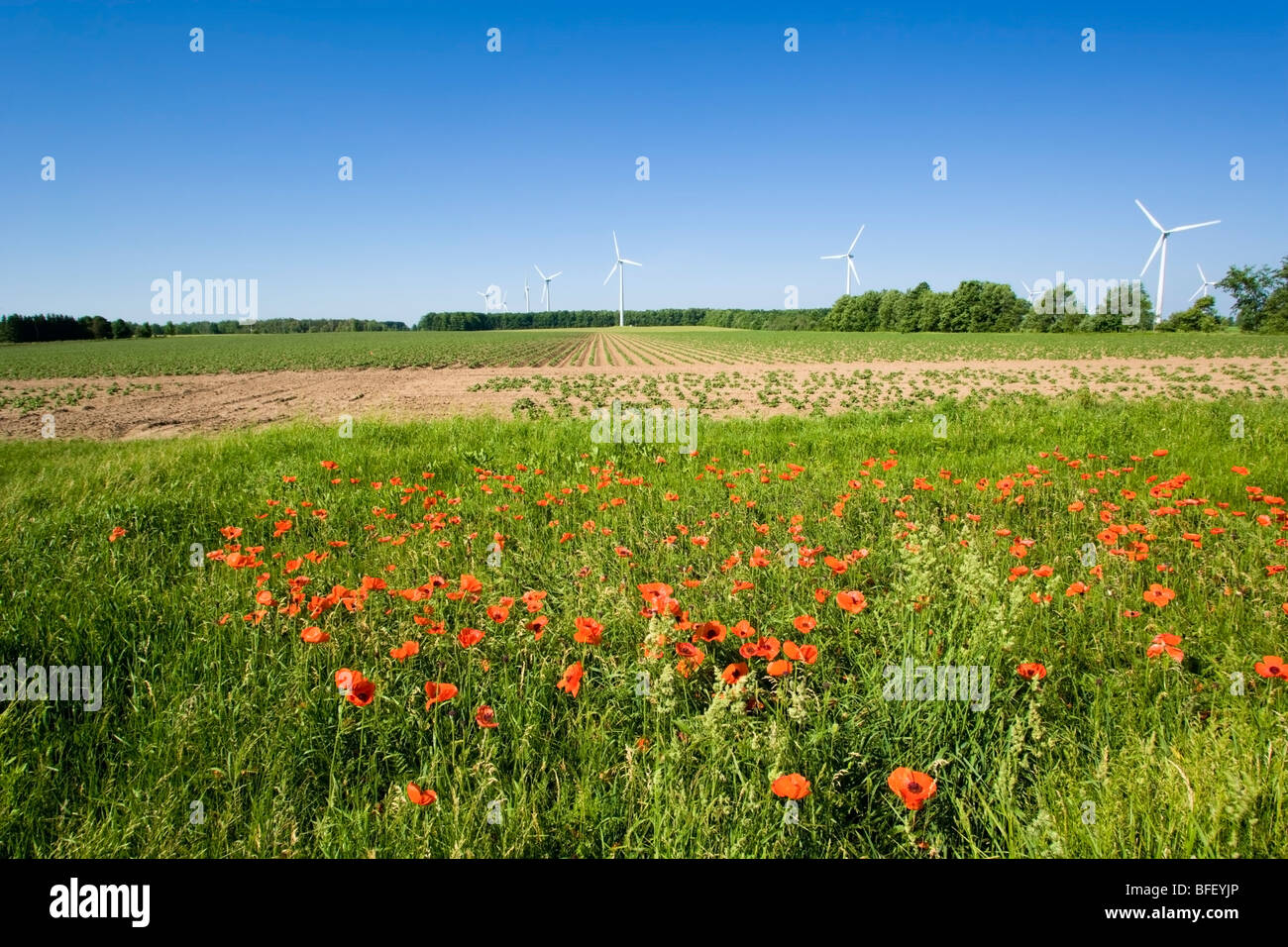 Papaveri e delle turbine a vento, Shellburne, Ontario, Canada, energia eolica, energia alternativa Foto Stock