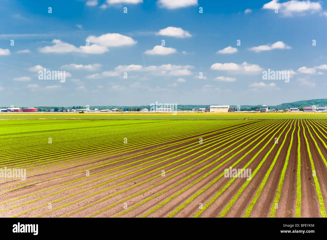 Giardini di mercato, East Gwillimbury, Ontario, Canada Foto Stock