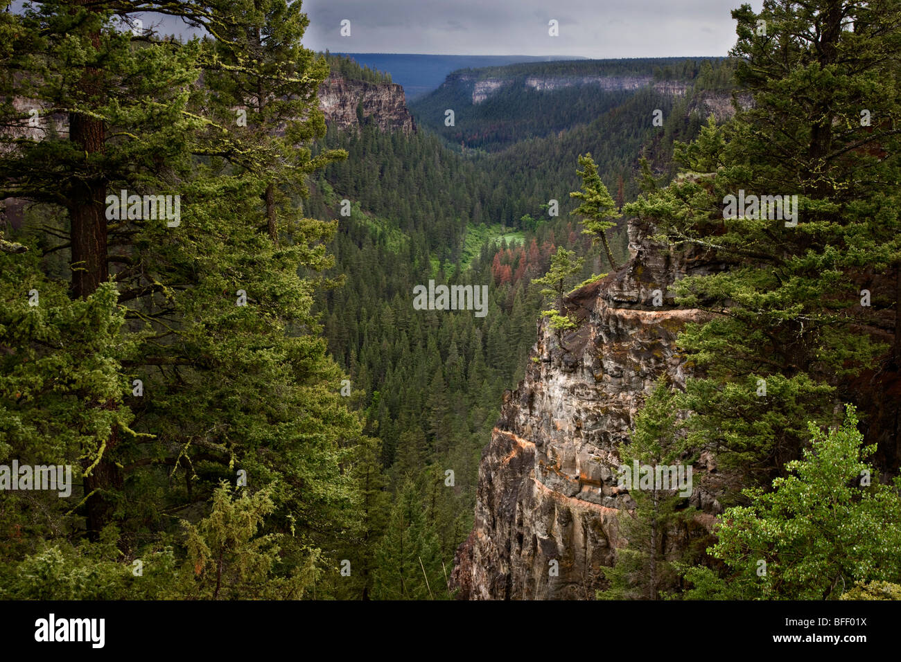 Vista sull'Abisso, una forra vulcanica vicino a Clinton, British Columbia, Canada Foto Stock