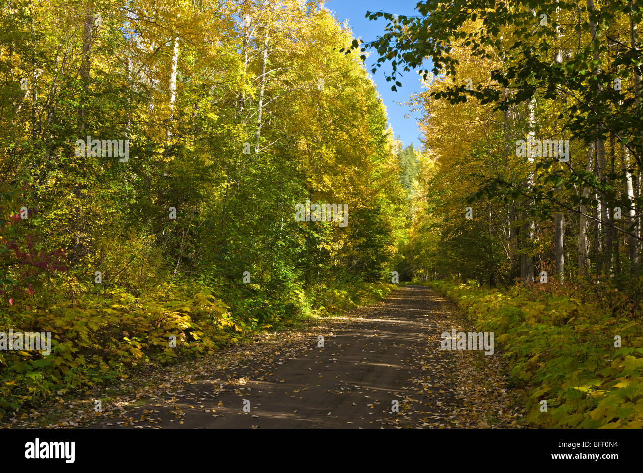 Backcountry road con i colori dell'autunno in Cariboo regione della Columbia britannica in Canada Foto Stock