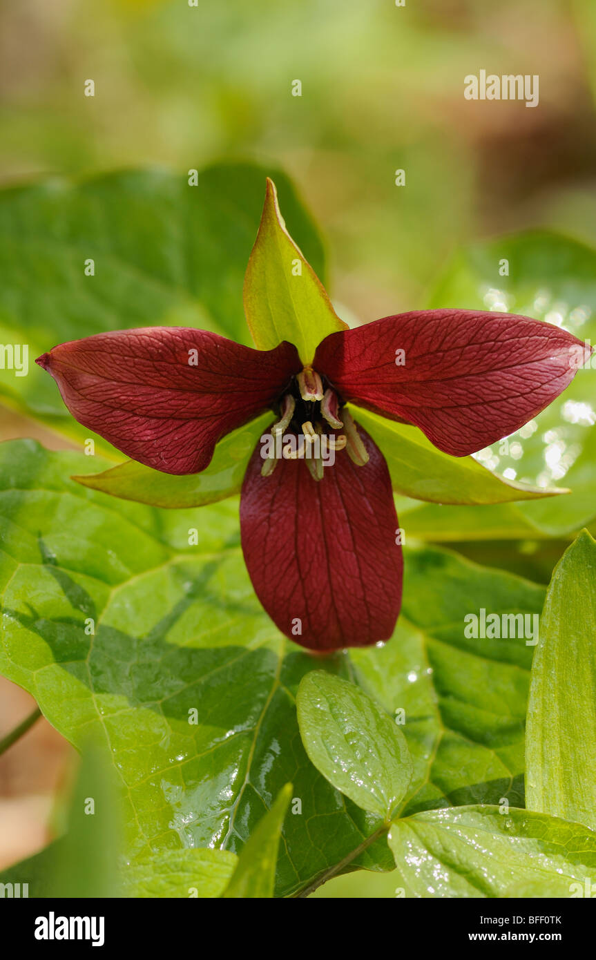 Red Trillium (Wake Robin) (Trillium erectum) Foto Stock