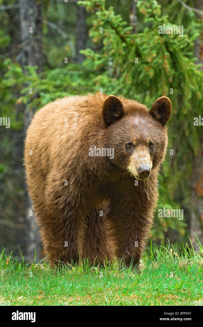 La cannella colorato di nero americana Bear (Ursus americanus), montagne rocciose, western Alberta, Canada Foto Stock