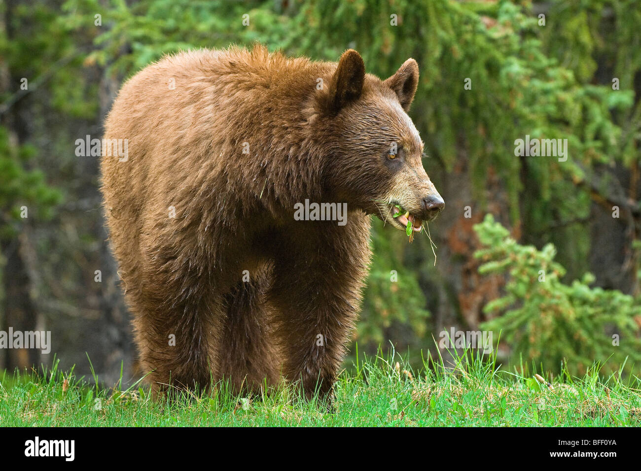 La cannella colorato di nero americana Bear (Ursus americanus) pascolano sulle erbe stradale e horestails Montagne Rocciose western Albe Foto Stock