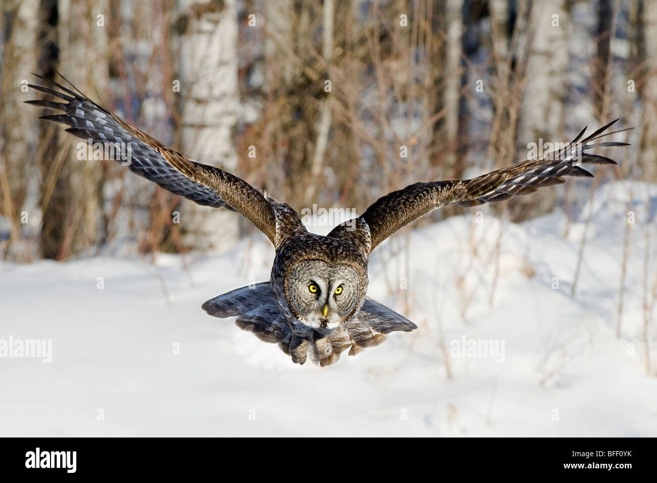 Caccia grande grigio allocco (Strix nebulosa), foresta boreale, northern Alberta, Canada Foto Stock