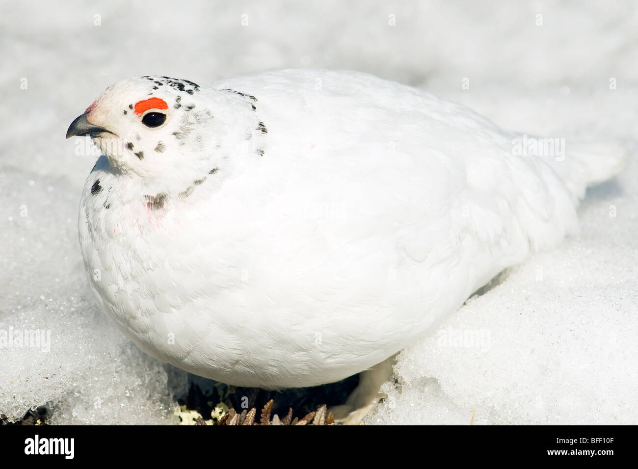 Adulto maschio bianco-tailed ptarmigan (Lagopus leucurus) nella tarda primavera del piumaggio, nord montagne rocciose, Alberta Foto Stock