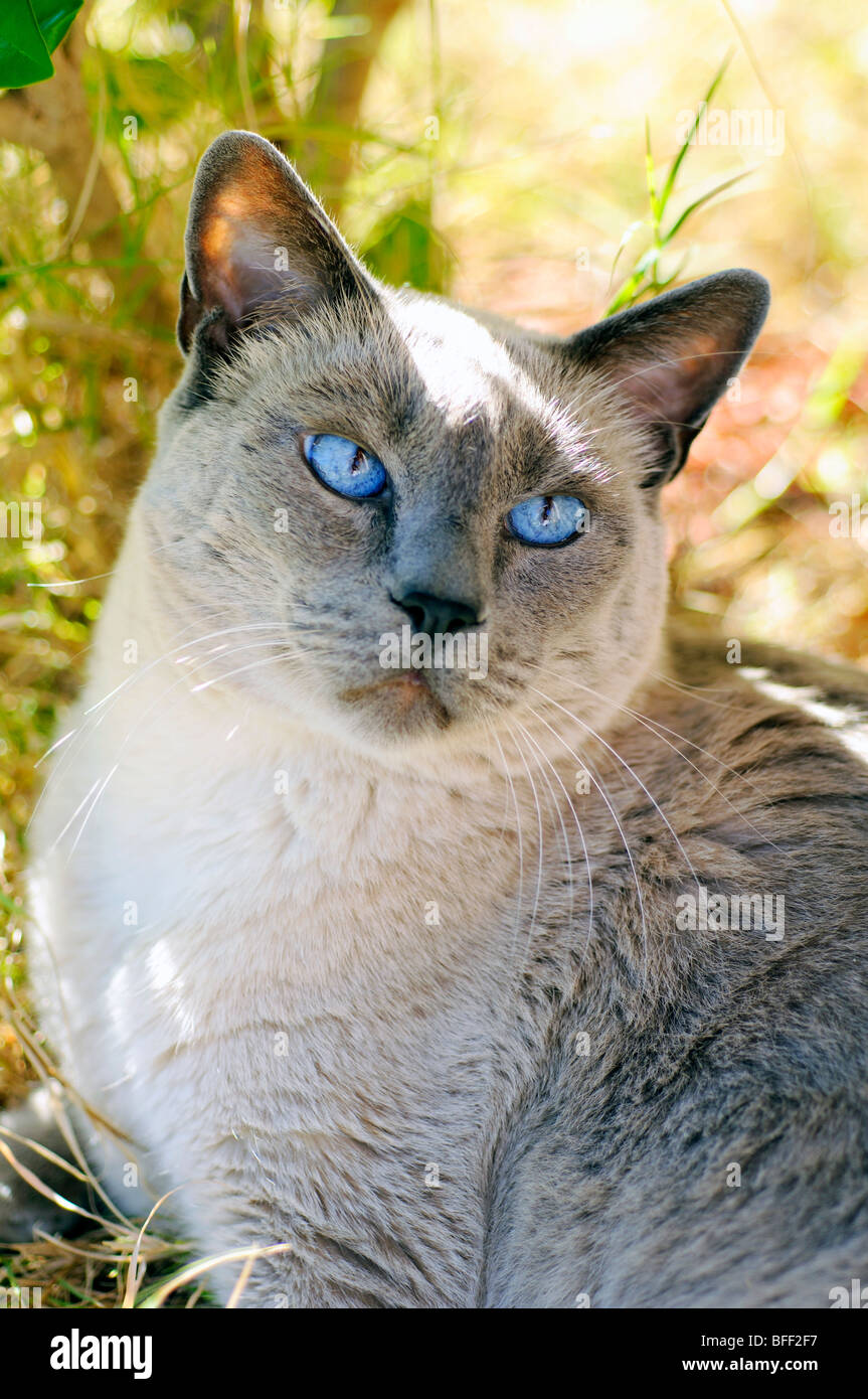 Siamese Blue Point Cat Foto Immagine Stock 26761483 Alamy