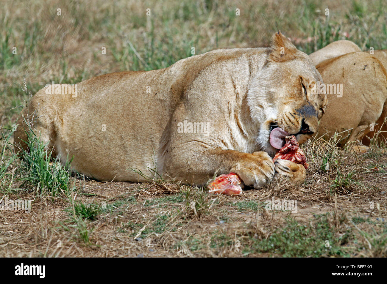 Leonessa di alimentazione (Panthera leo) in Tygerberg Zoo nei pressi di Città del Capo. Foto Stock