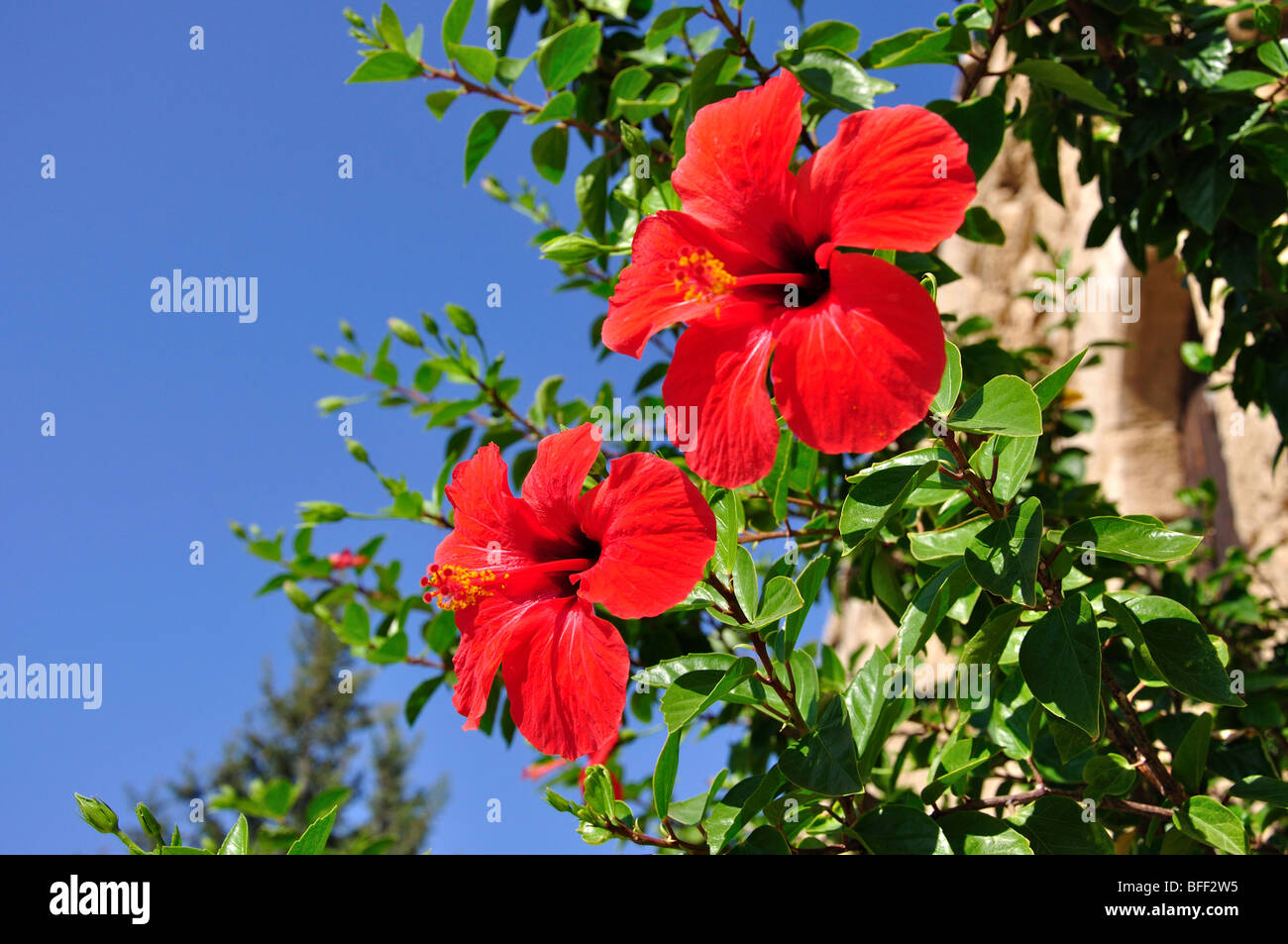 Rosso fiori di ibisco, Kyrenia Castello, Kyrenia, Kyrenia District, la parte settentrionale di Cipro Foto Stock