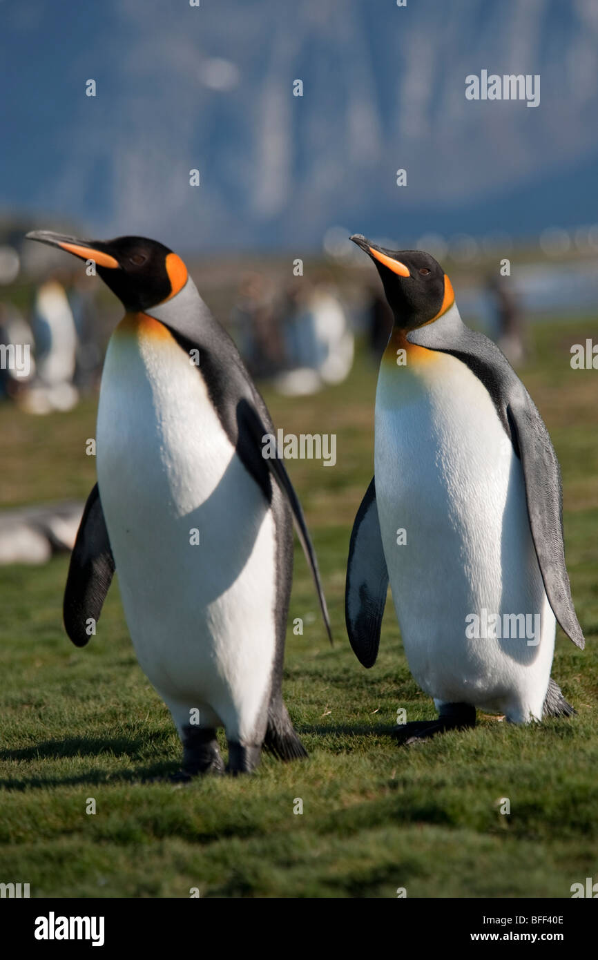 Il re dei pinguini, Aptenodytes patagonicus, con la Georgia del Sud montagne sullo sfondo, Salisbury Plain, Georgia del Sud. Foto Stock