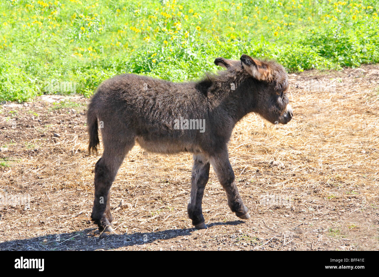 Asino siciliano (Equus Asinus) Foto Stock