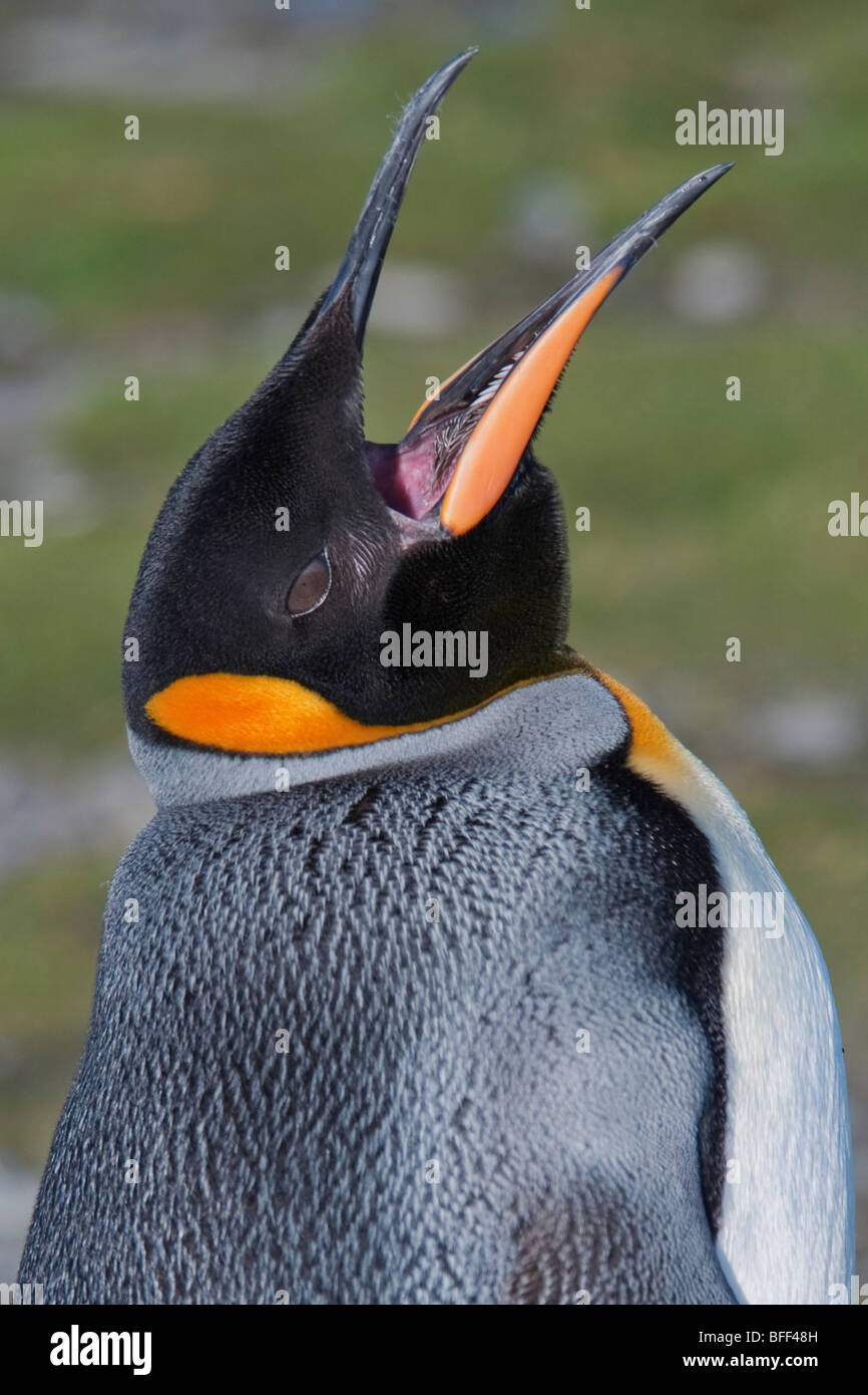 Re pinguino, Aptenodytes patagonicus, trumpeting, Salisbury Plain, Georgia del Sud e Oceano Atlantico. Foto Stock
