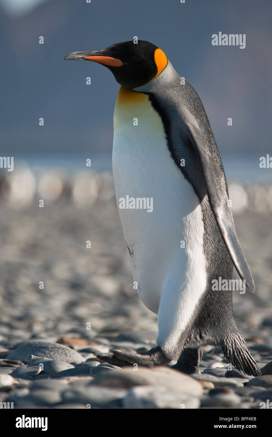 Re pinguino, Aptenodytes patagonicus, Salisbury Plain, Georgia del Sud e Oceano Atlantico. Foto Stock