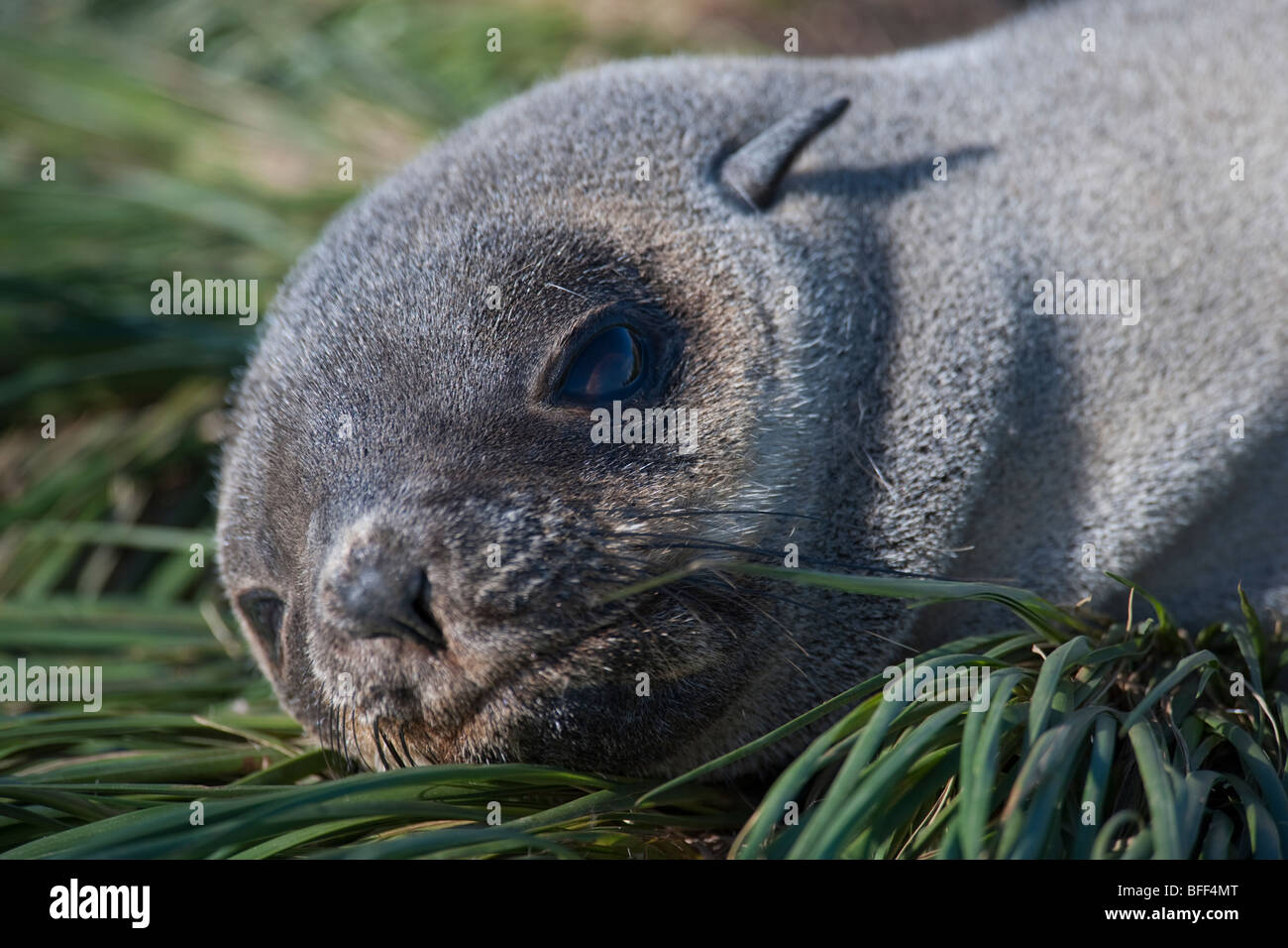 Antartico pelliccia sigillo pup, Arctocephalus gazella, ritratto, Georgia del Sud e Oceano Atlantico. Foto Stock