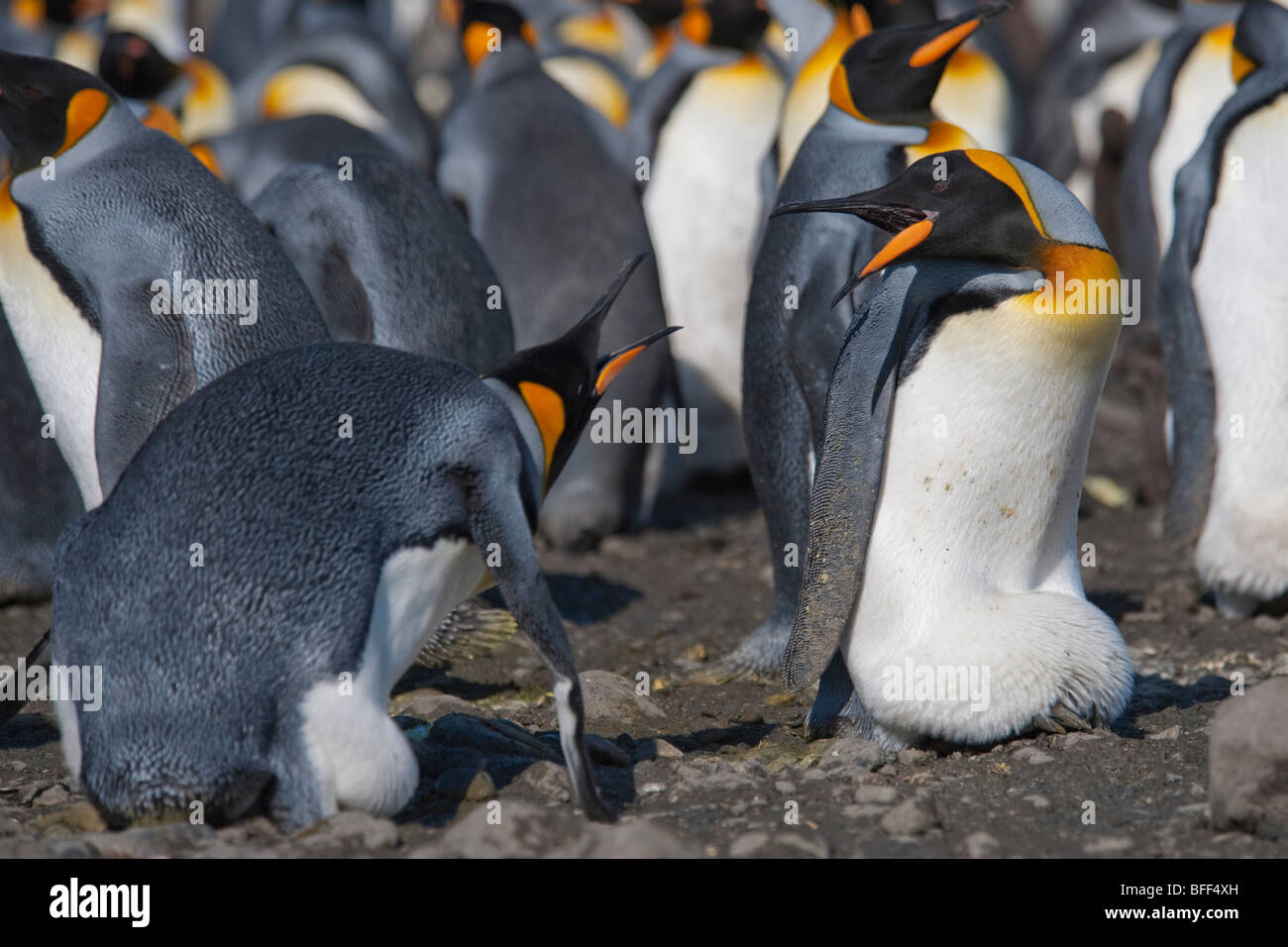 Il re dei pinguini, Aptenodytes patagonicus, litigando, Salisbury Plain, Georgia del Sud. Foto Stock