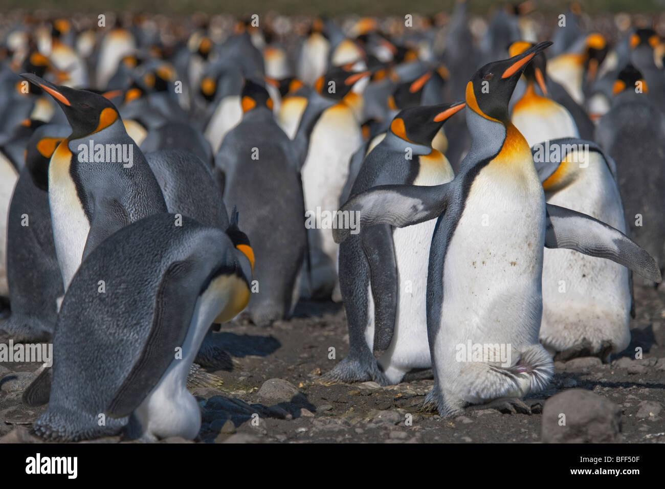 Il re dei pinguini, Aptenodytes patagonicus, litigando, Salisbury Plain, Georgia del Sud. Foto Stock