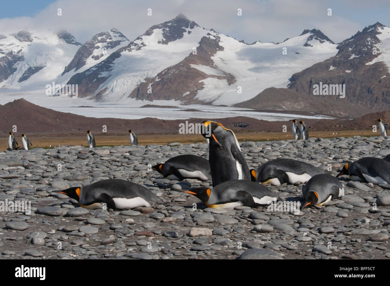 Il re dei pinguini, Aptenodytes patagonicus, crogiolandosi al sole con le montagne della Georgia del Sud in background. Foto Stock