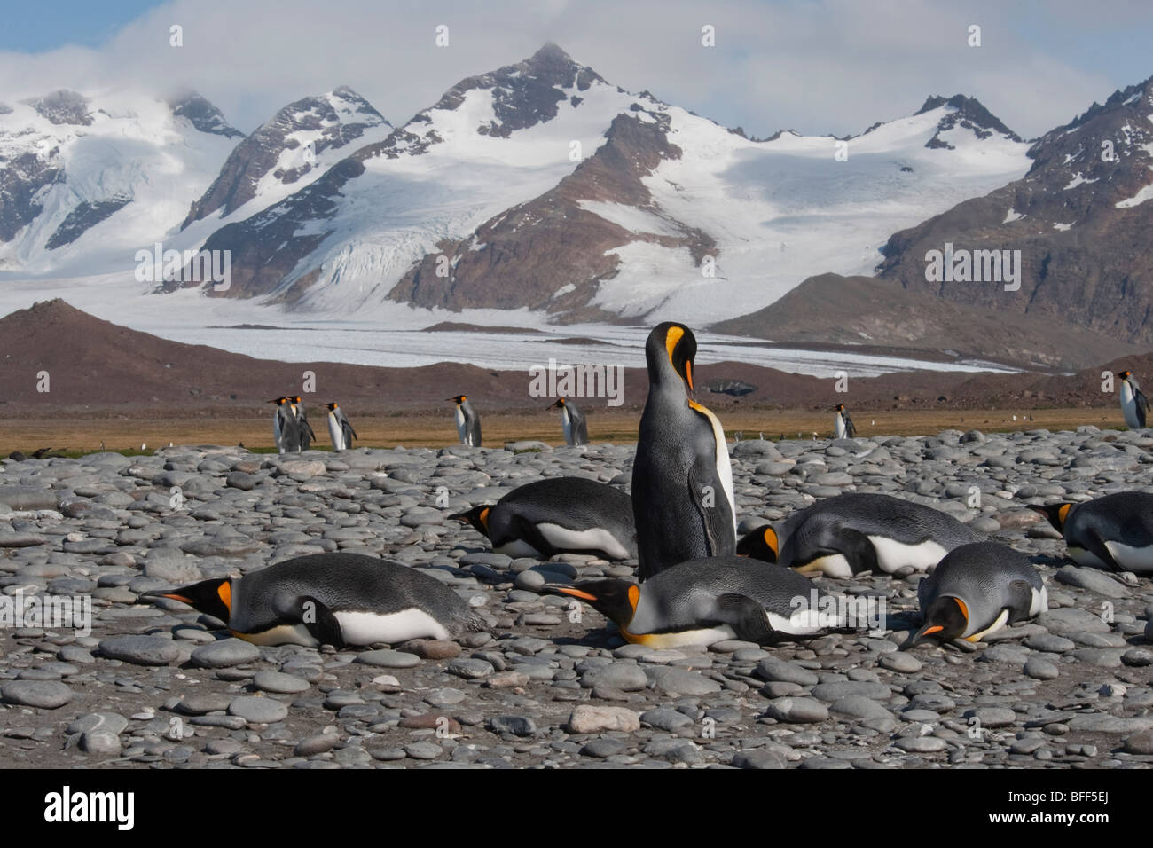 Il re dei pinguini, Aptenodytes patagonicus, crogiolandosi al sole con le montagne della Georgia del Sud in background. Foto Stock
