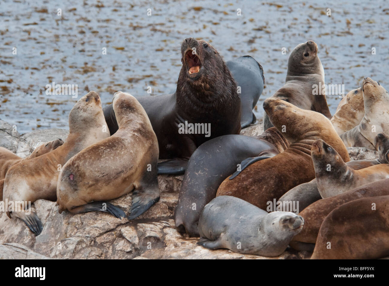 Sud Americana di leoni di mare, Otaria flavescens/byronia,bull dominante ringhiando al resto della rookery, Ushuaia, Canale di Beagle. Foto Stock