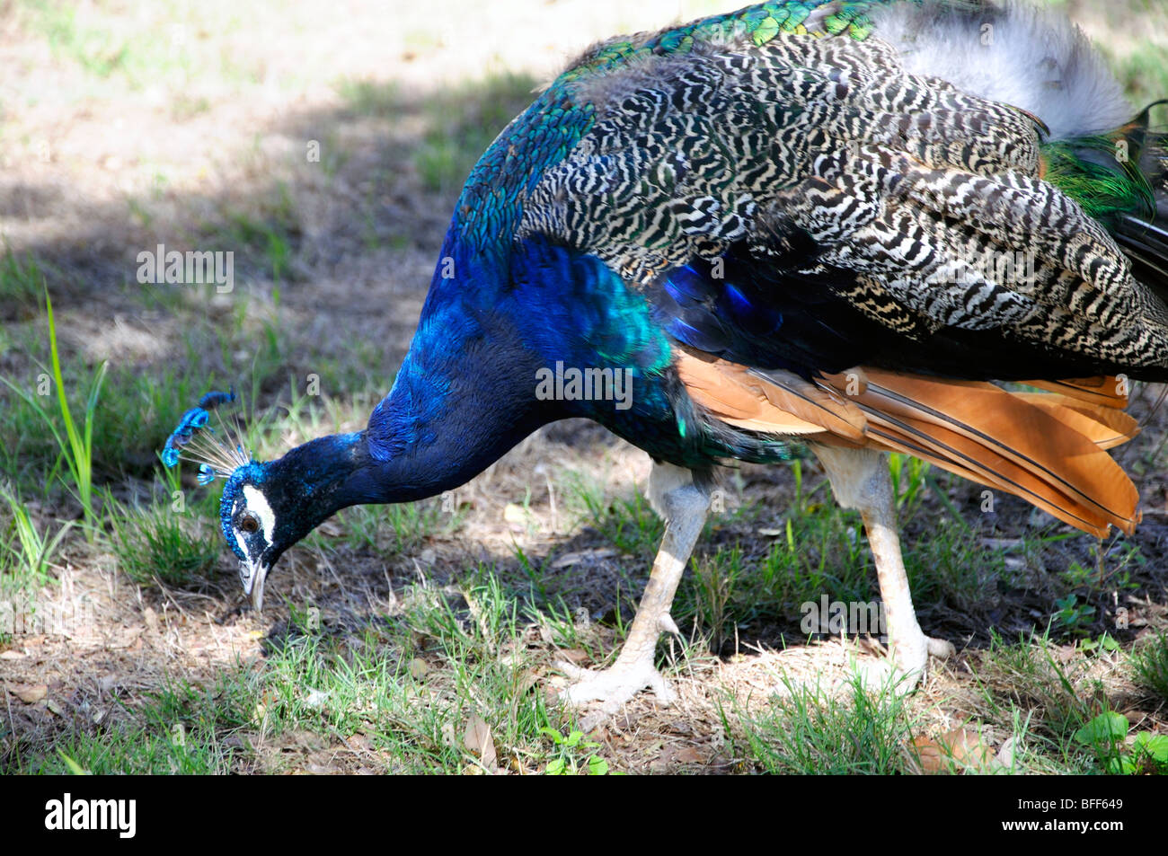 Peacock (Pavo cristatus) Foto Stock