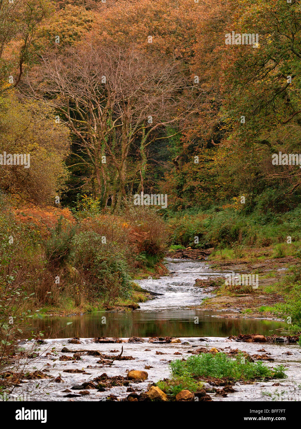 Il fiume attraverso il bosco in autunno. Foto Stock