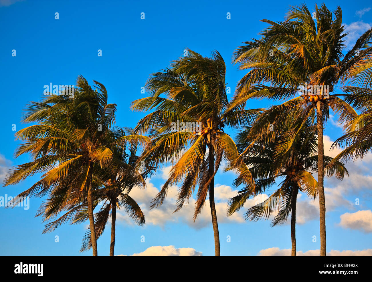 Tre Palm tree tops in una riga, impostare contro il cielo blu Foto Stock