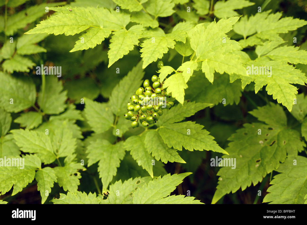 Rosso - frutt baneberry Actaea erythrocarpa. Foto Stock