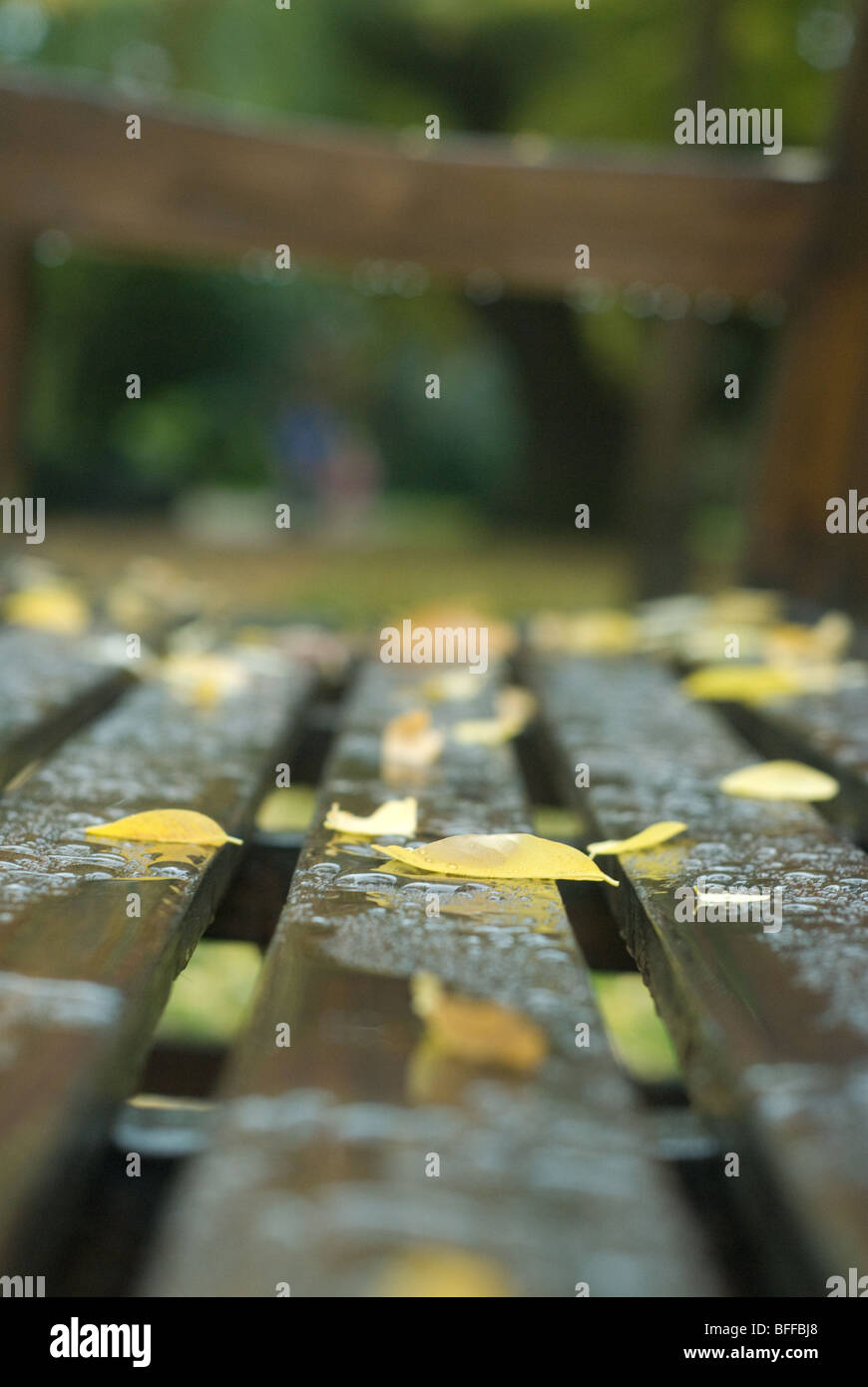 Foglie di autunno, Epping, East London Foto Stock