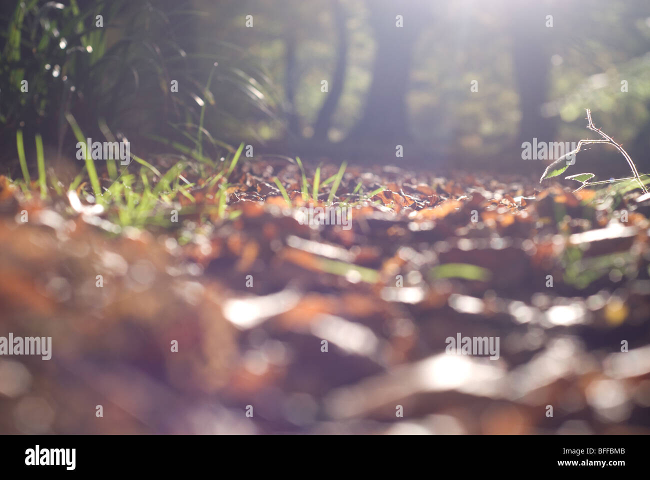 Foglie di autunno, Epping, East London Foto Stock