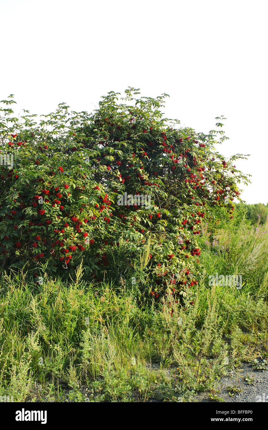 La Kamchatka rosso Sambuco Sambucus kamtschatica. Foto Stock