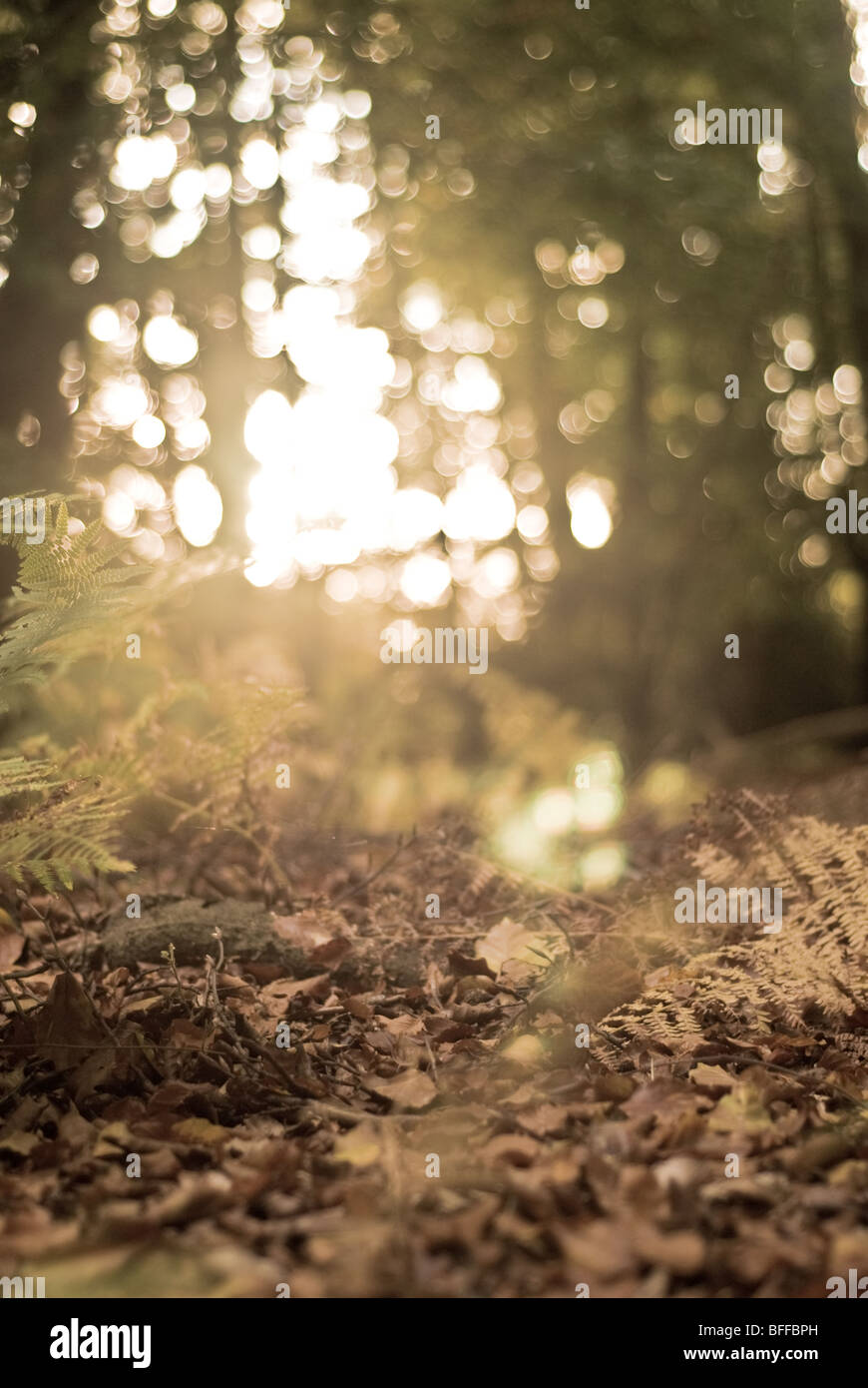 Foglie di autunno, Epping, East London Foto Stock