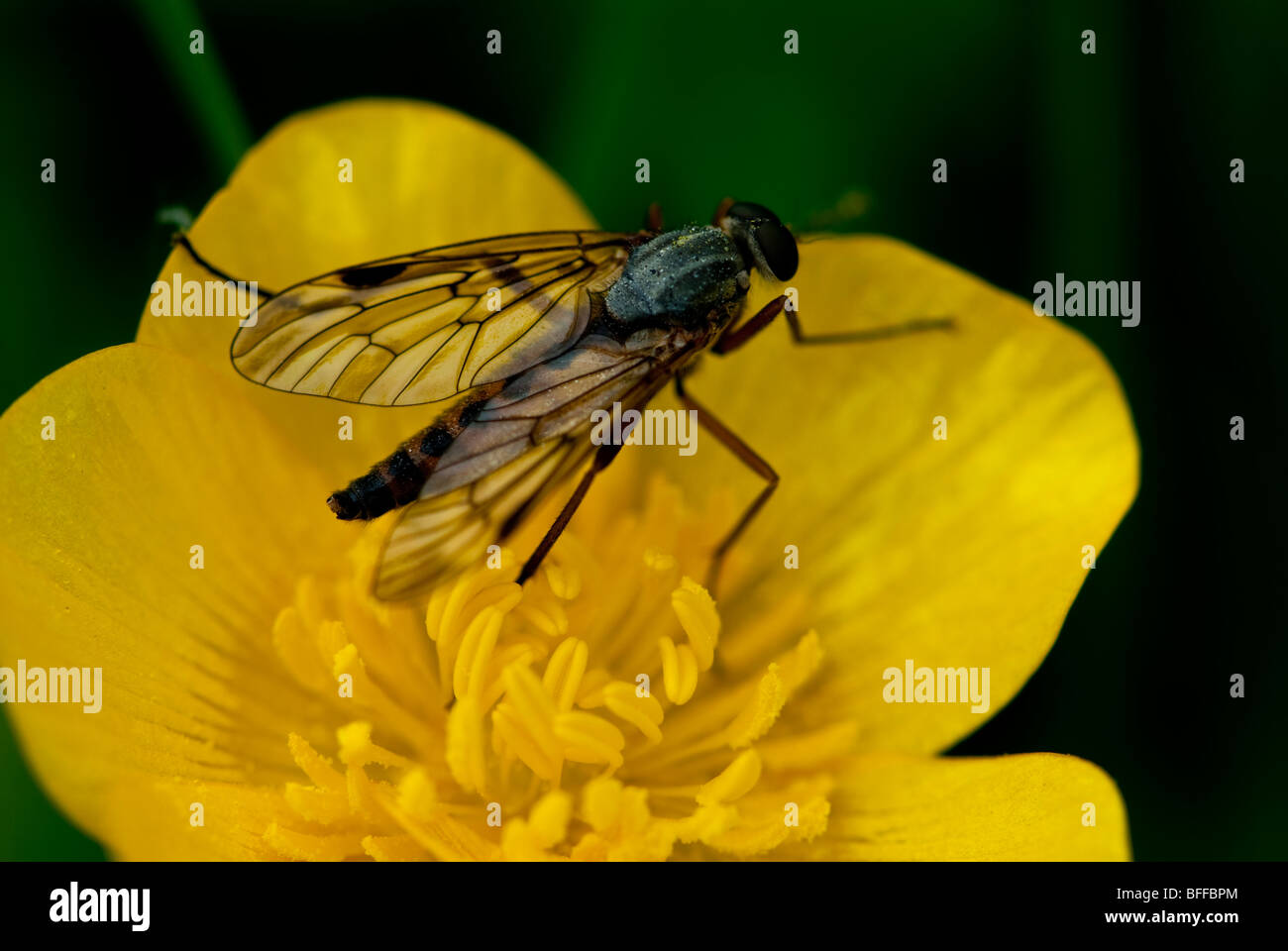 Hover Fly (pensato per essere Sphaerophoria scripta) alimentazione sul prato Renoncules in primavera. Inghilterra, Regno Unito. Foto Stock
