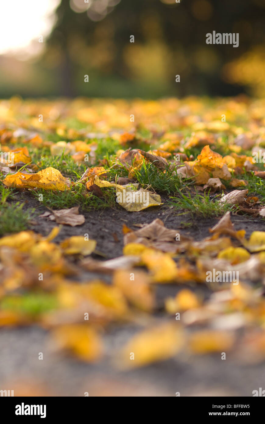 Foglie di autunno, Epping, East London Foto Stock