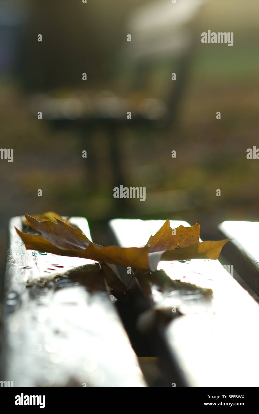 Foglie di autunno, Epping, East London Foto Stock