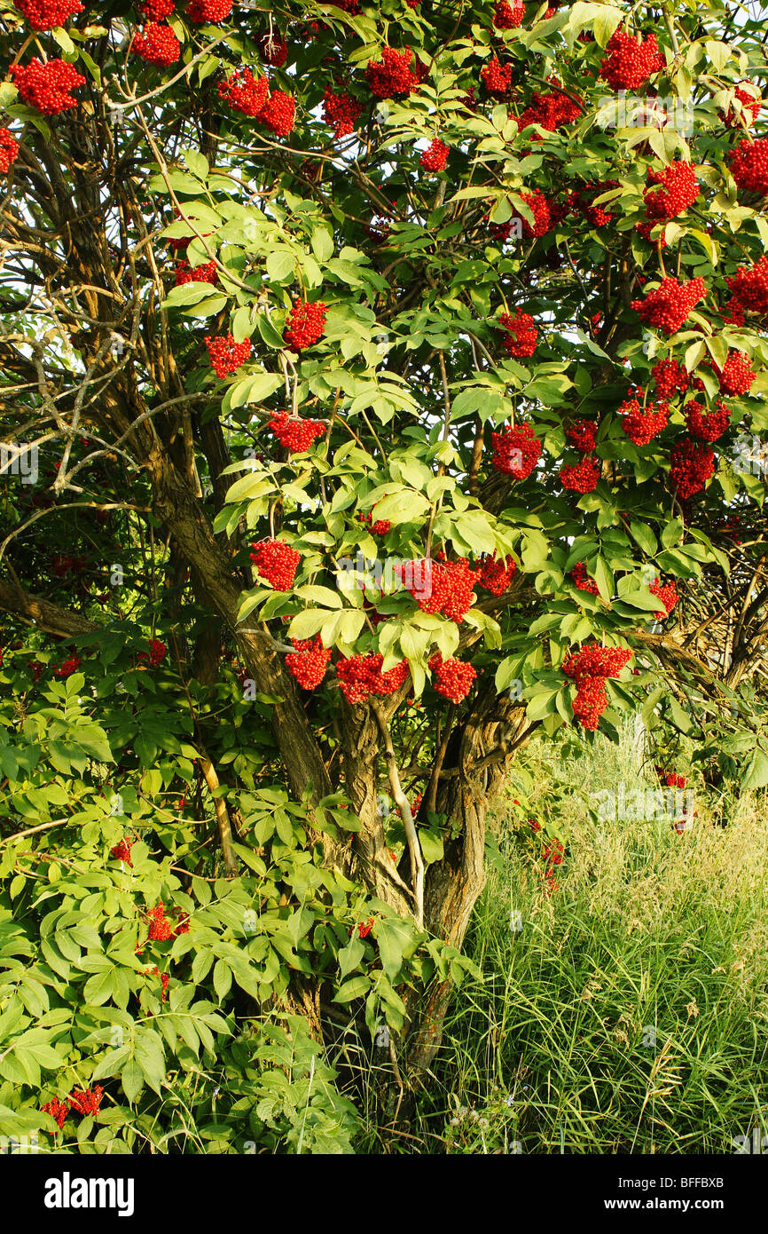 La Kamchatka rosso Sambuco Sambucus kamtschatica. Foto Stock